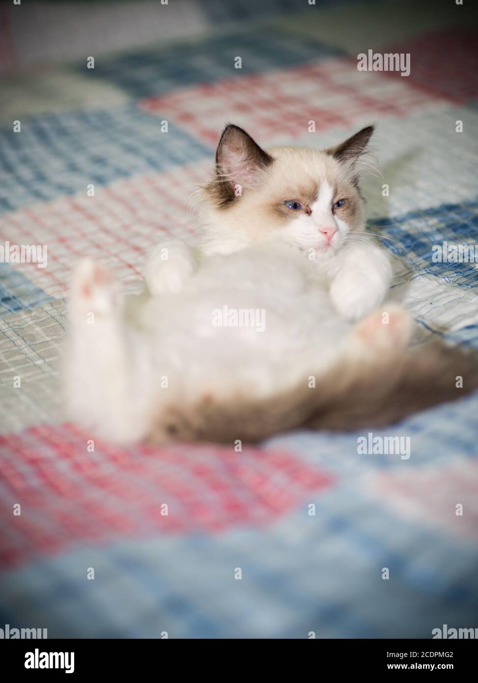 two month old Ragdoll kitten at home Stock Photo - Alamy