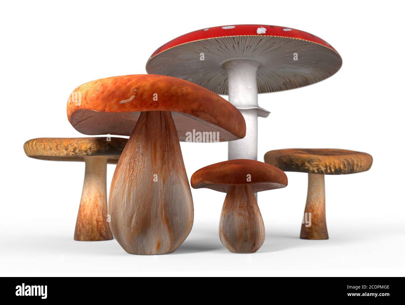 ceps, paxil, amanita muscaria mushrooms isolated on white 3d illustration Stock Photo
