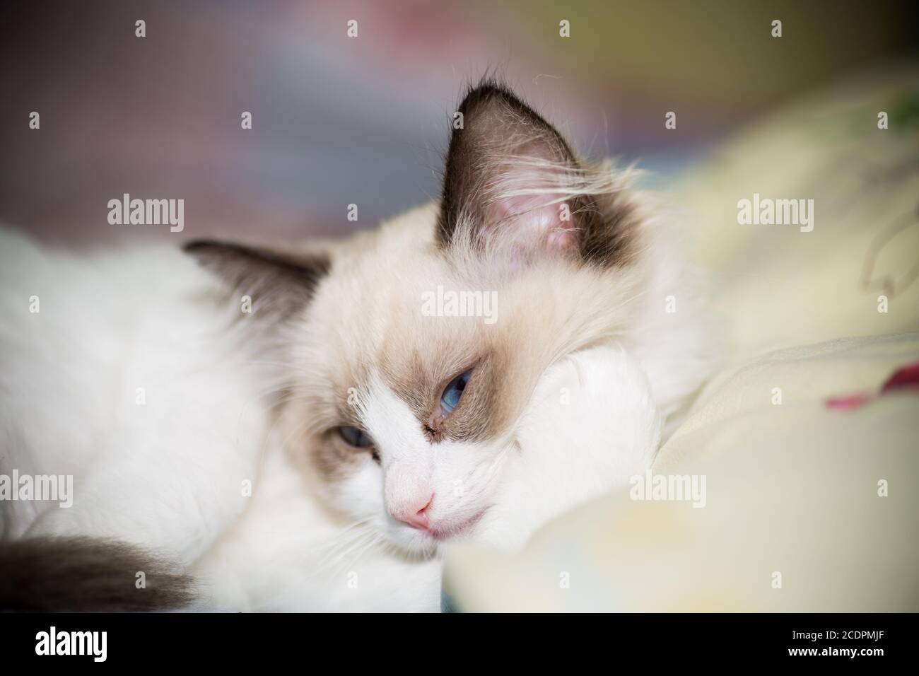 two month old Ragdoll kitten at home Stock Photo - Alamy