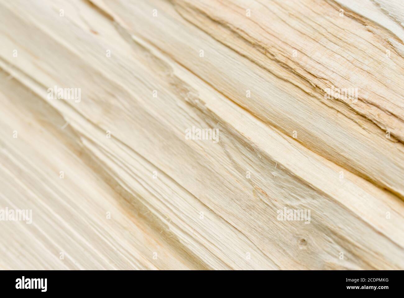 bright split poplar tree texture closeup selective focus Stock Photo