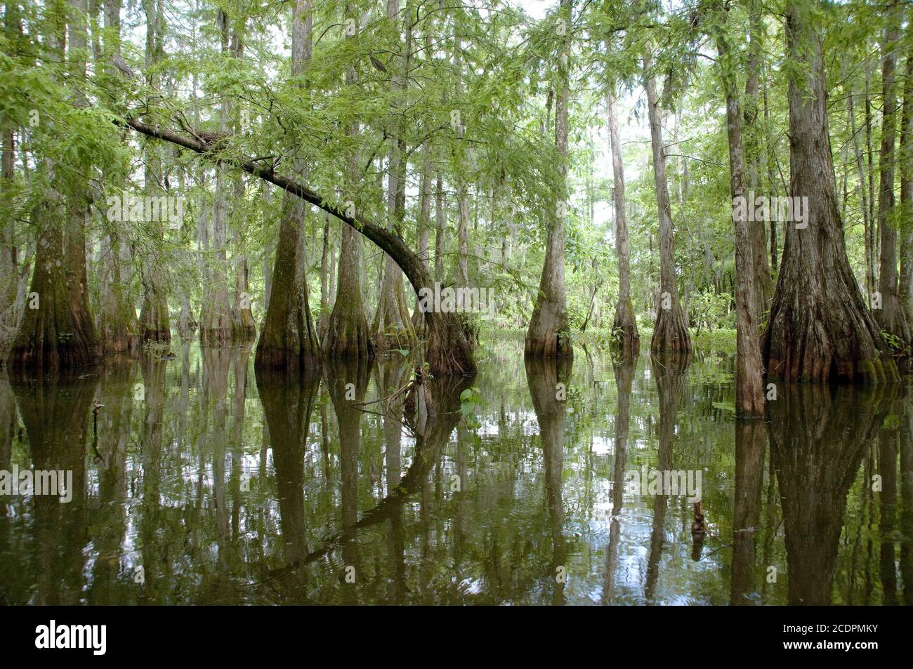 Trees and swampland in Lake Martin, part of the Cypress Island Preserve, on the western edge of the Atchafalaya swamp, near Lafayette Louisiana. Stock Photo