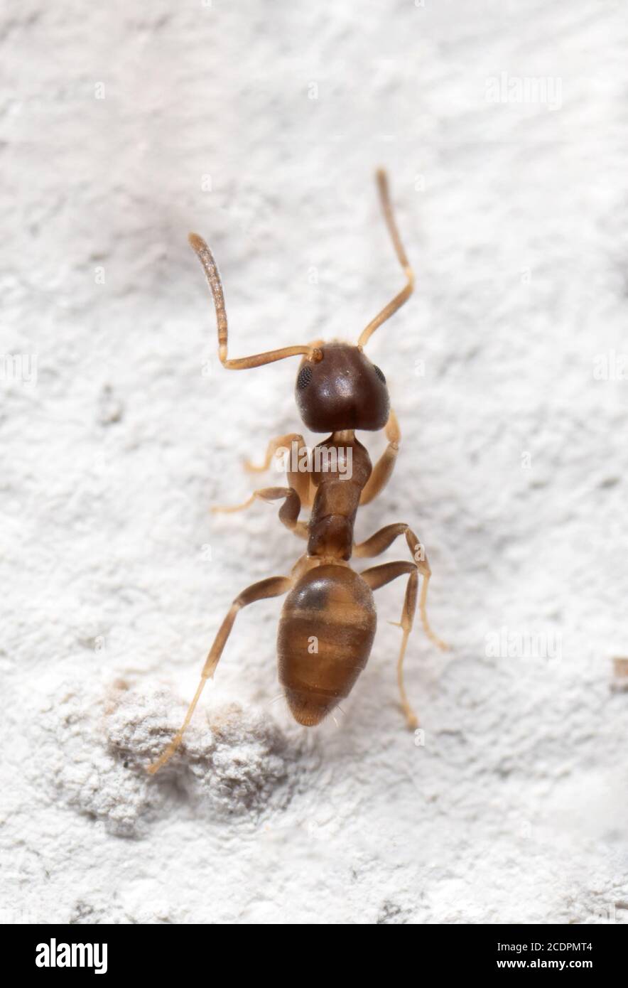 Macro Photography of Tiny Ant is Climbing on The White Wall Stock Photo