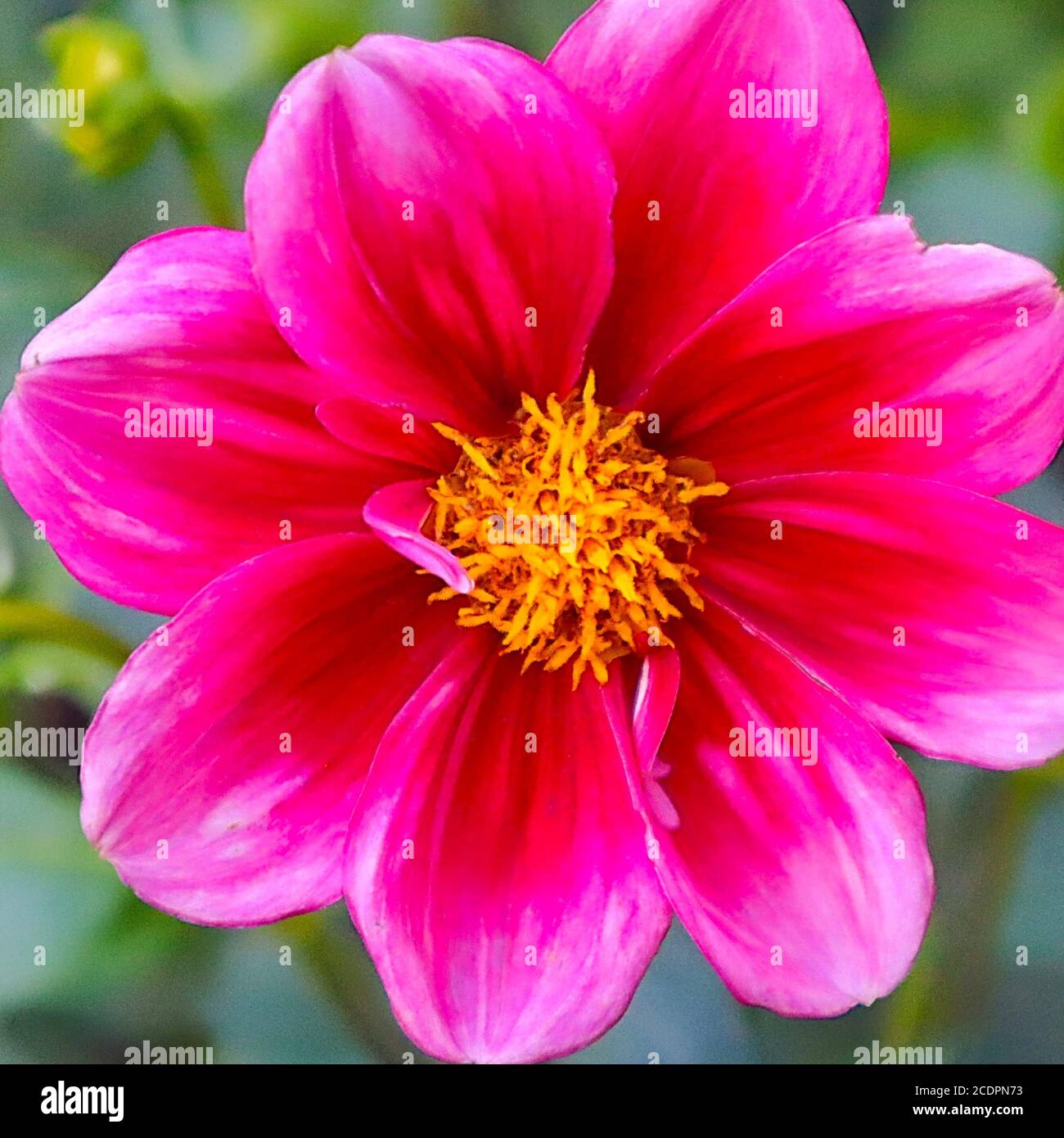 Plants with macro photographic representation of flowers Stock Photo