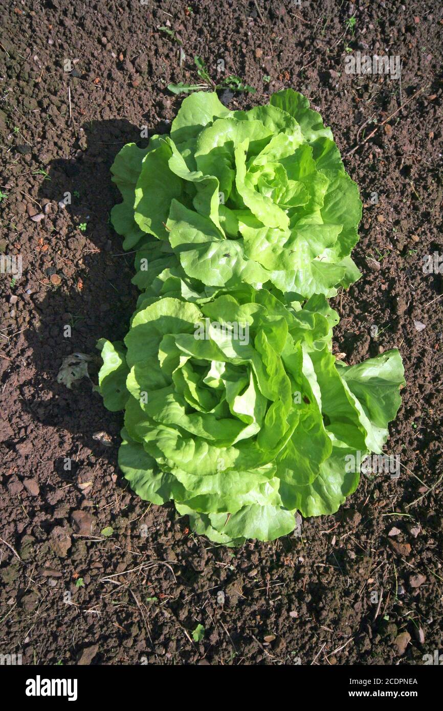 salad in a garden Stock Photo