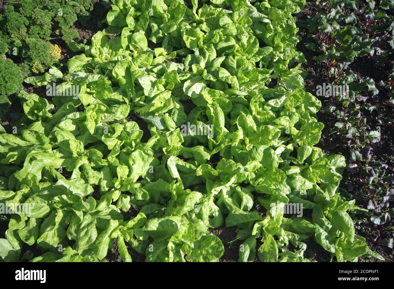 salad in a garden Stock Photo