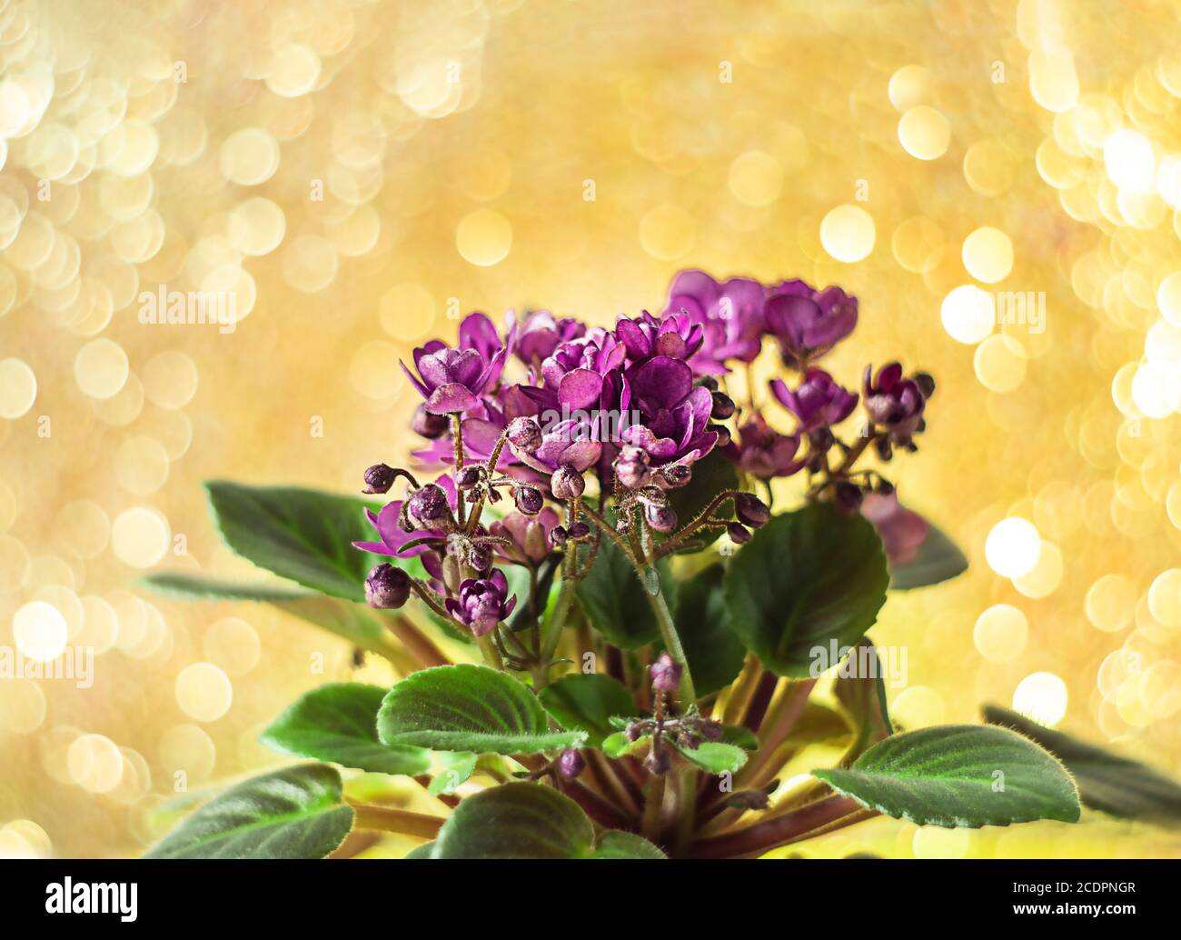 Flowering Saintpaulias, commonly known as African violet holiday on bokeh blurred background. Sparkling glitter bokeh. Stock Photo