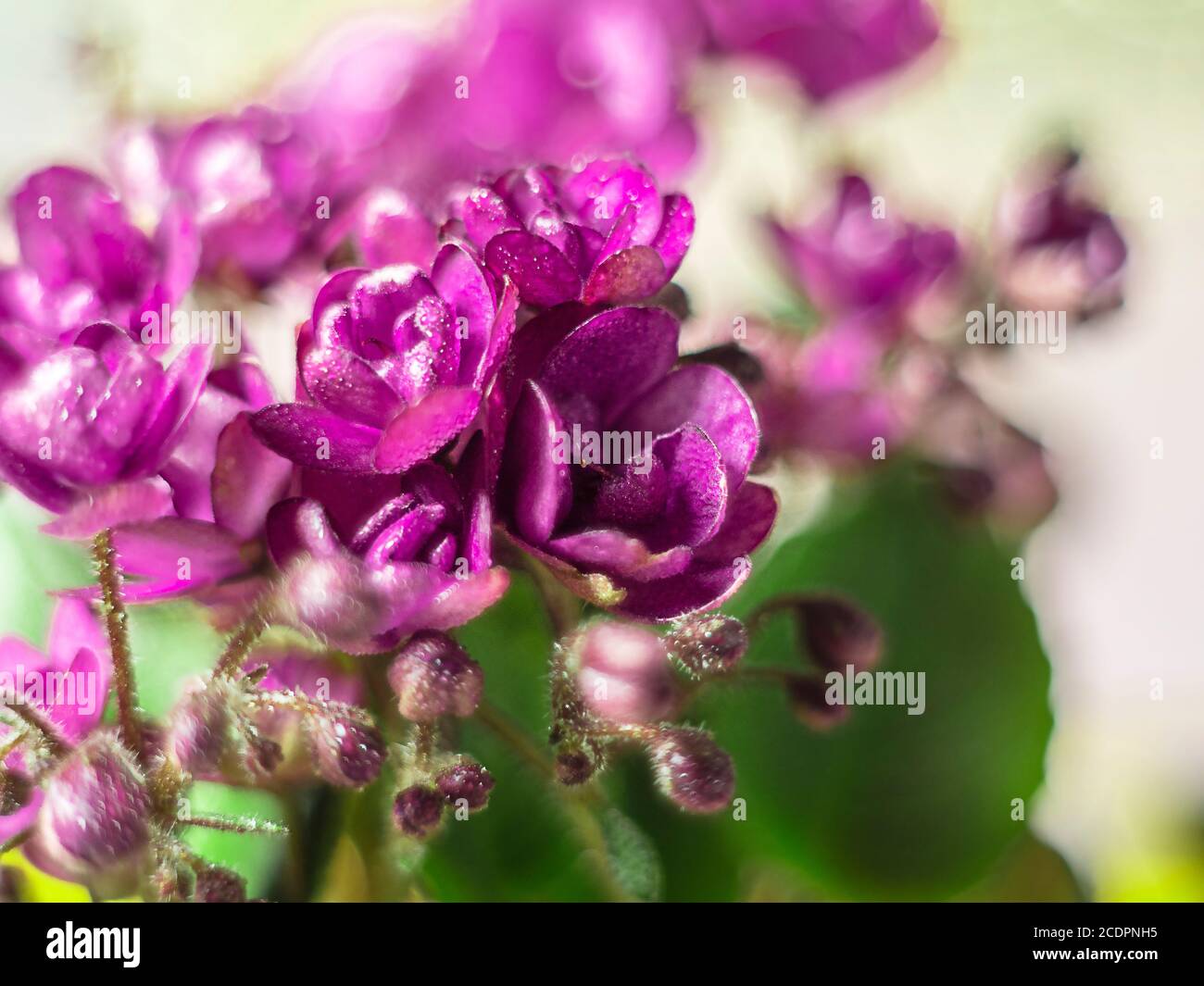 Flowering Saintpaulias, commonly known as African violet. Mini Potted plant. Stock Photo