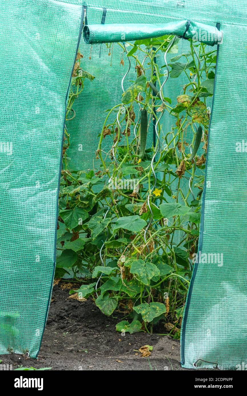 Cucumbers growing in a plastic greenhouse, garden allotment Stock Photo