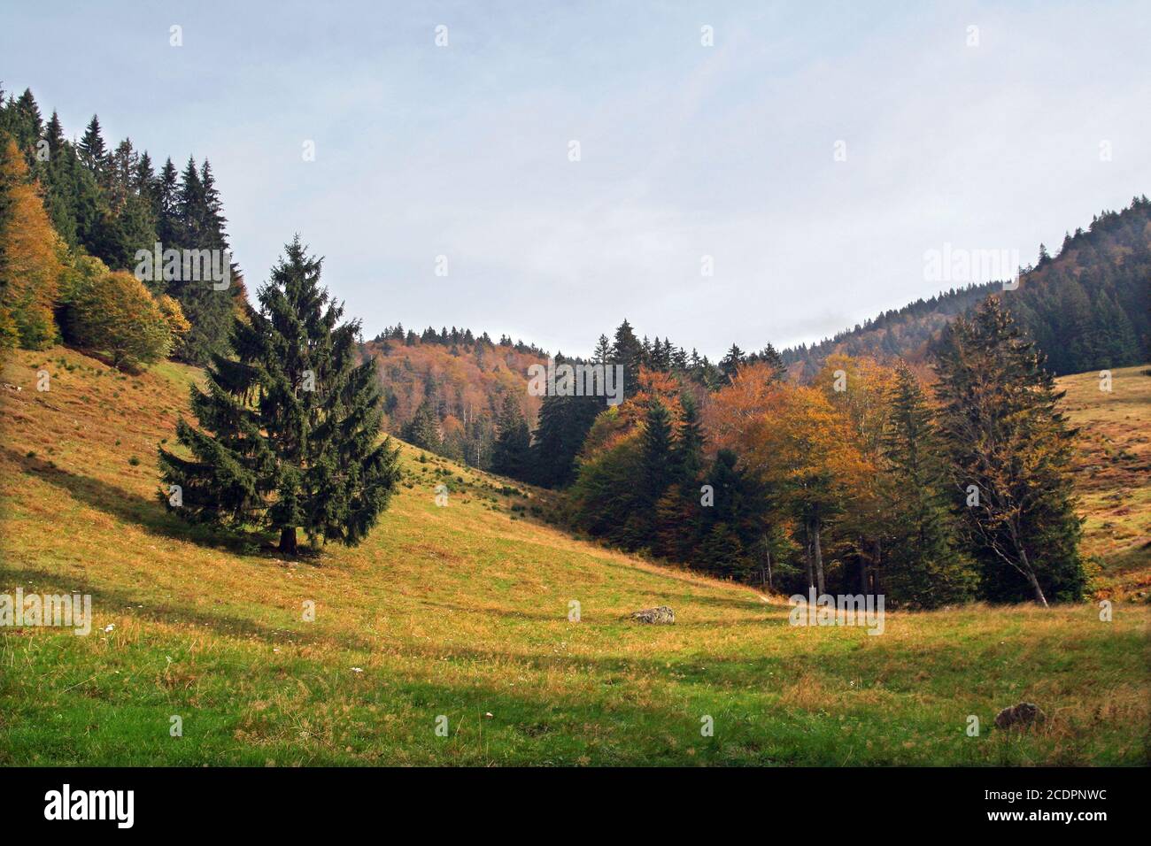 black forest, germany Stock Photo