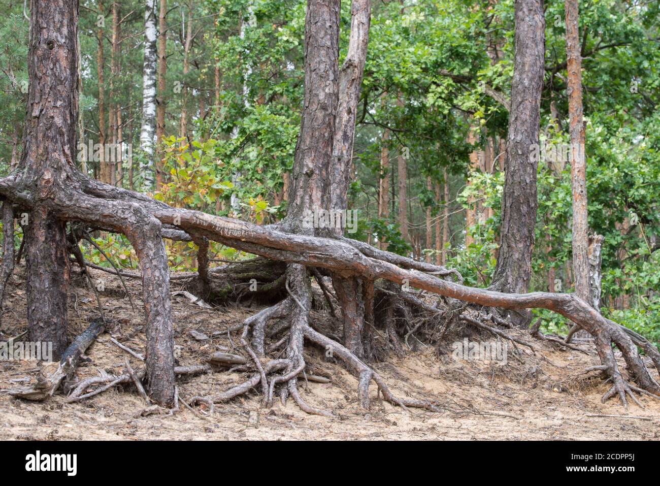 Sand desert roots erosion hi-res stock photography and images - Alamy
