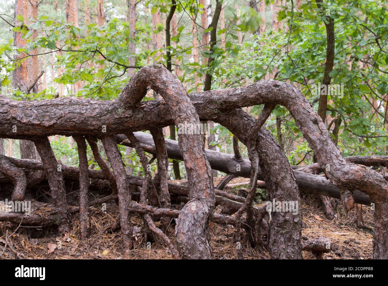 Desert plant roots hi-res stock photography and images - Alamy