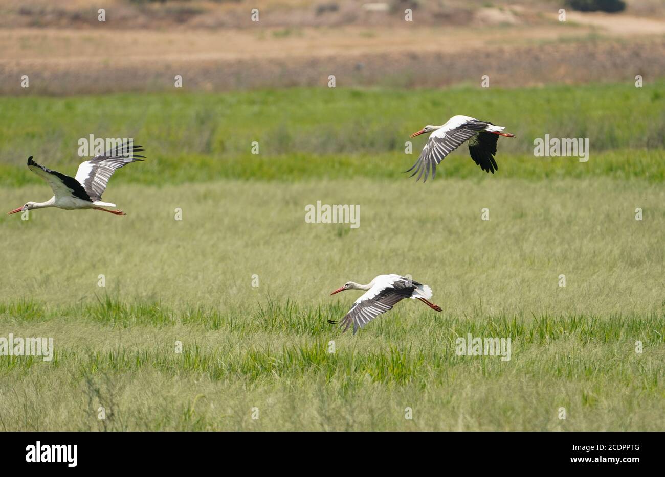 White Storks flying over the rice fields, la Janda wetland, during autumn bird migration, Andalucia, Cadiz, Spain. Stock Photo