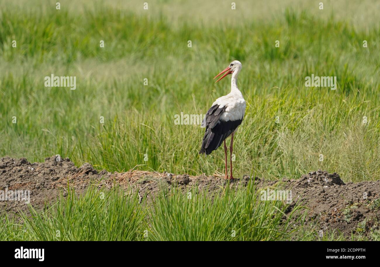 White Stork at the rice fields, la Janda wetland, during autumn bird migration, Andalucia, Cadiz, Spain. Stock Photo