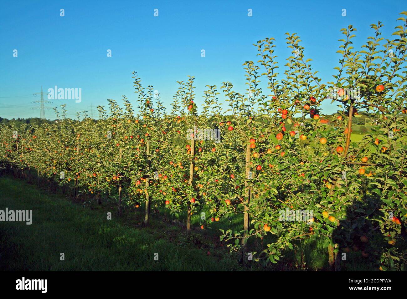 apple plantation Stock Photo