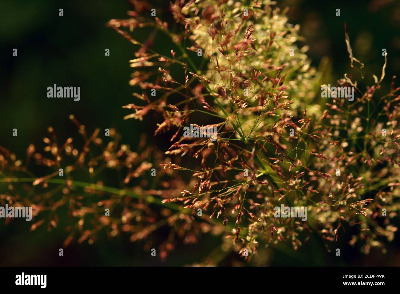 Poa pratensis Stock Photo