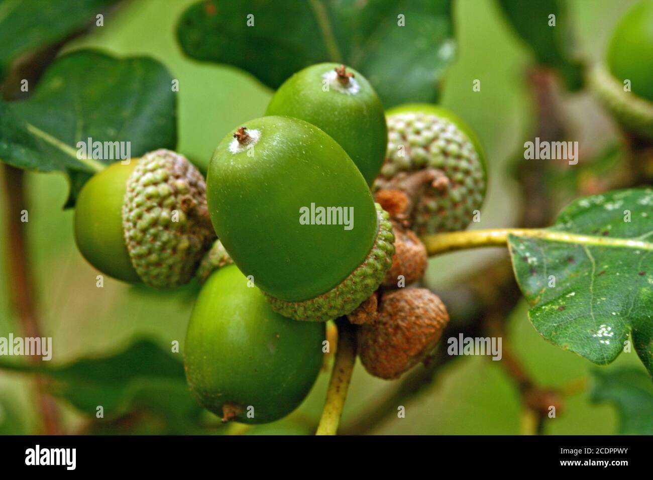 oak nuts Stock Photo Alamy