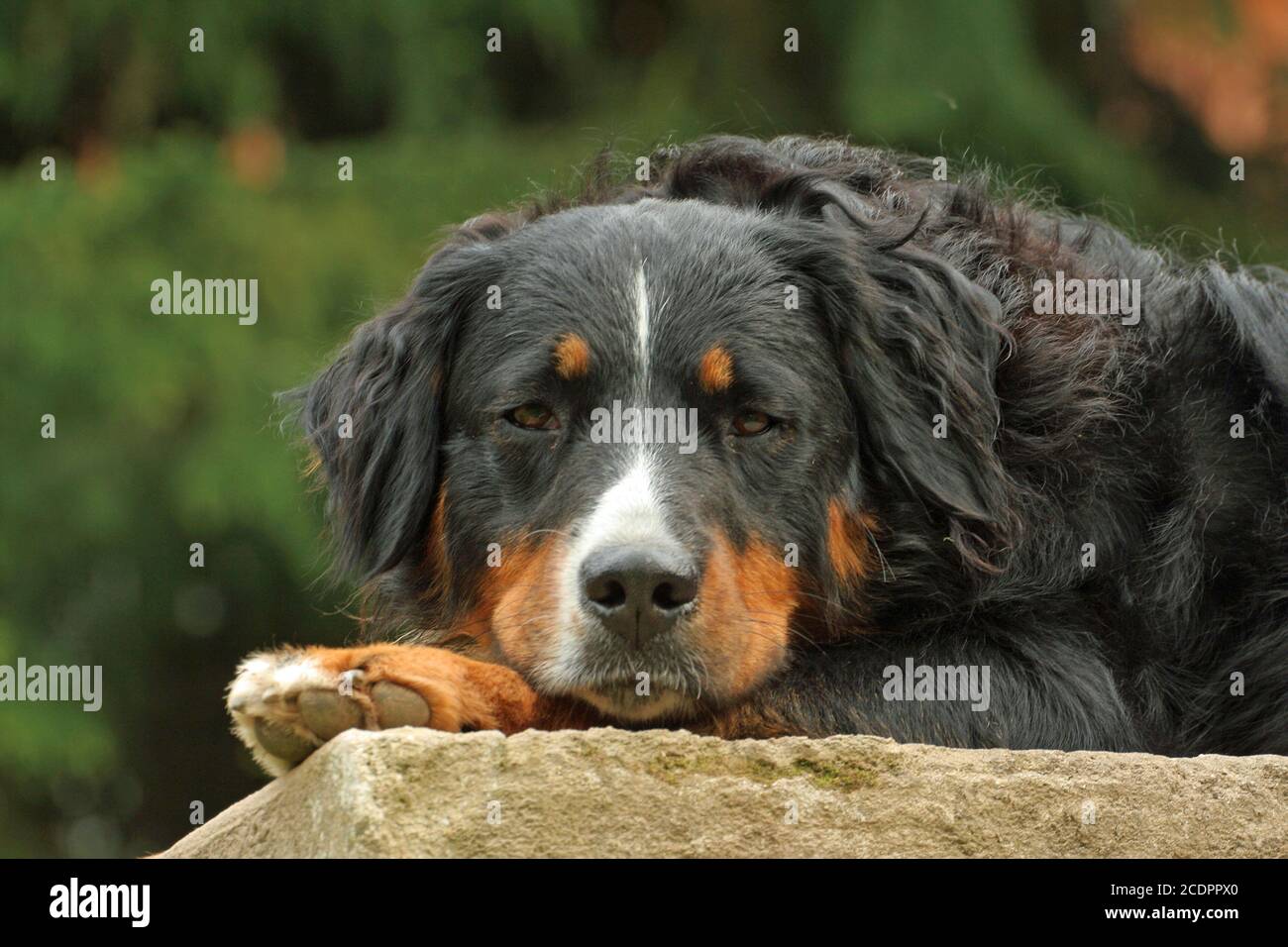 bernaise mountain dog Stock Photo