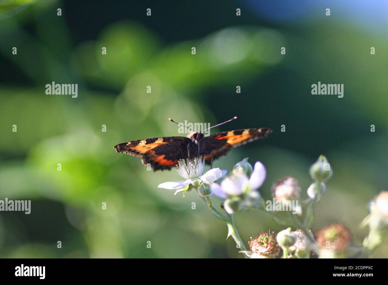 Butterfly on a blackberry blossom Stock Photo