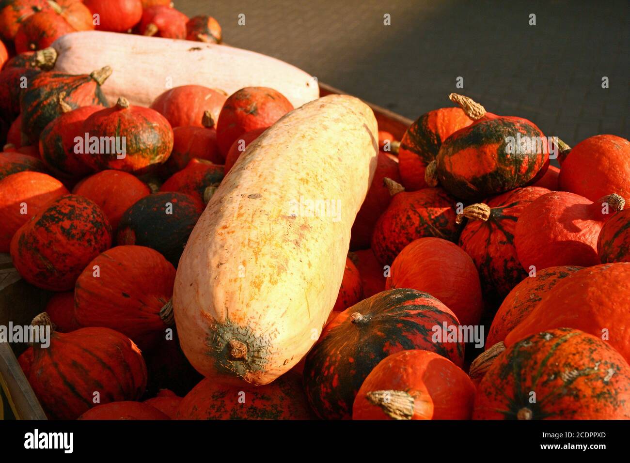 pumpkin Stock Photo
