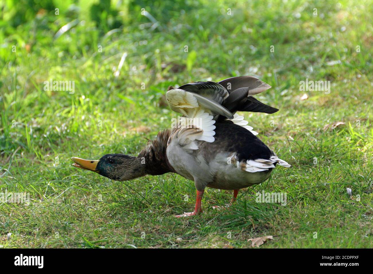 wild duck Stock Photo