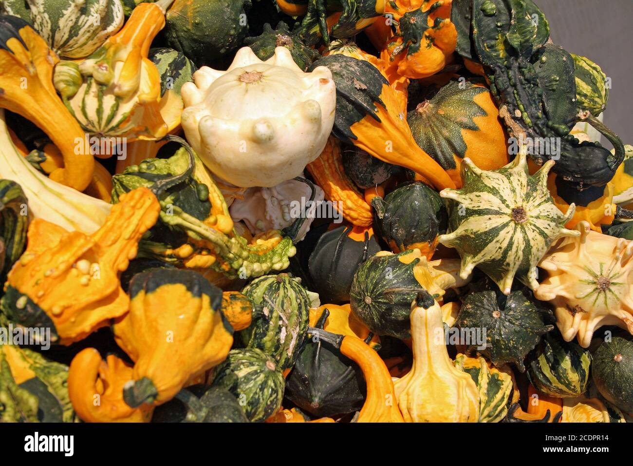 pumpkin Stock Photo