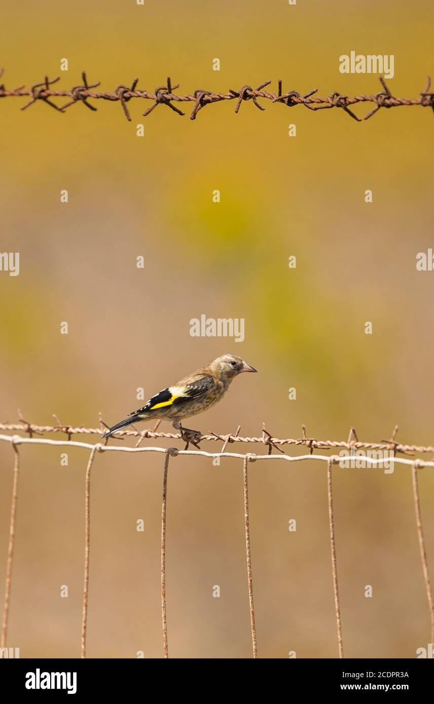 Juvenile European goldfinch, Carduelis carduelis, on a fence. Andalucia, Spain. Stock Photo