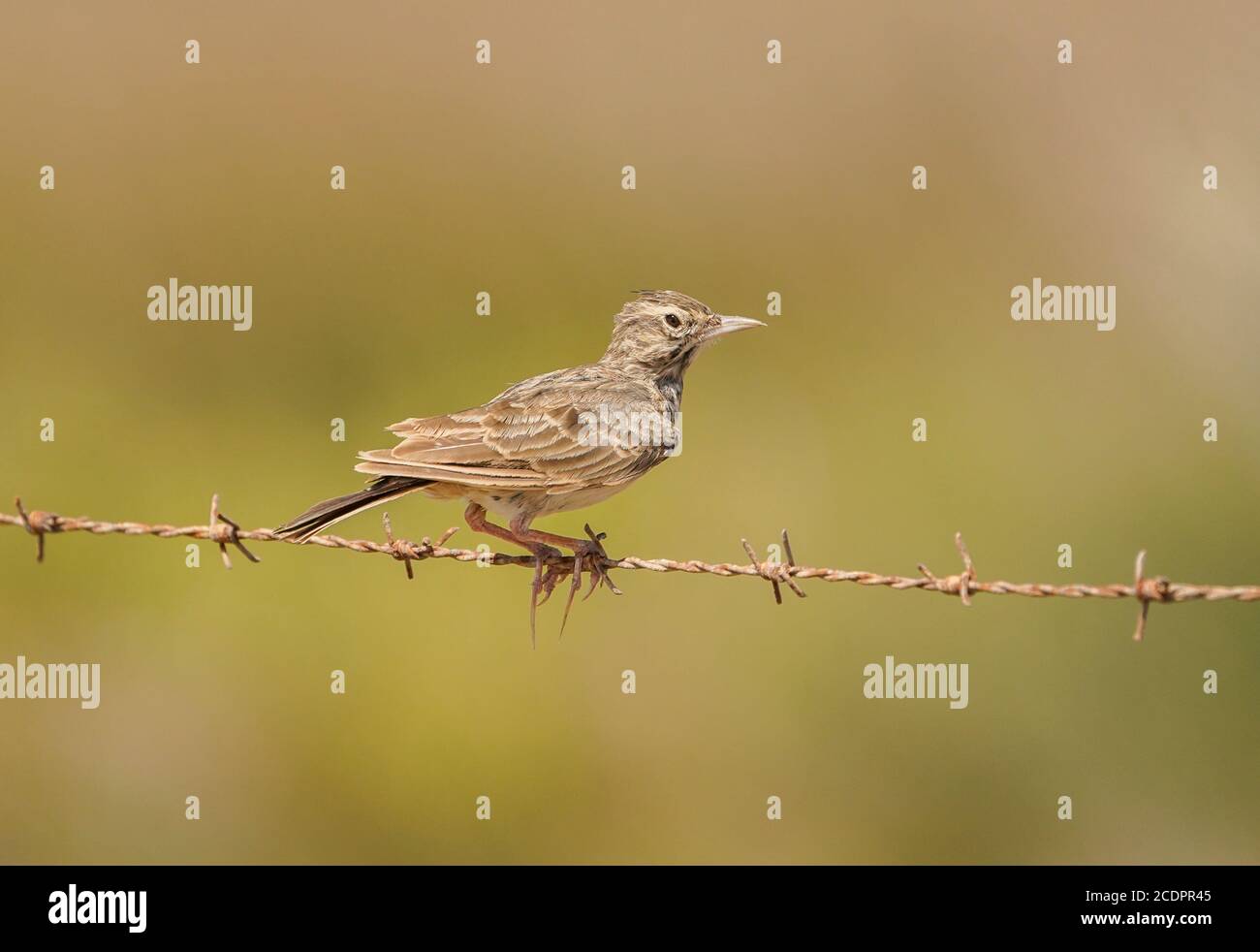 Crested lark (Galerida cristata perched on a wire, Andalusia, Spain. Stock Photo