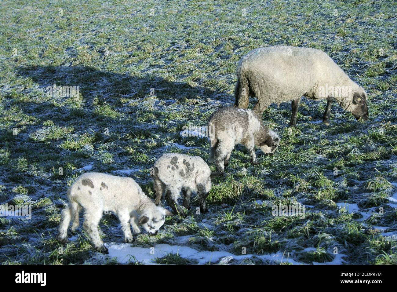 ewe with triplets Stock Photo