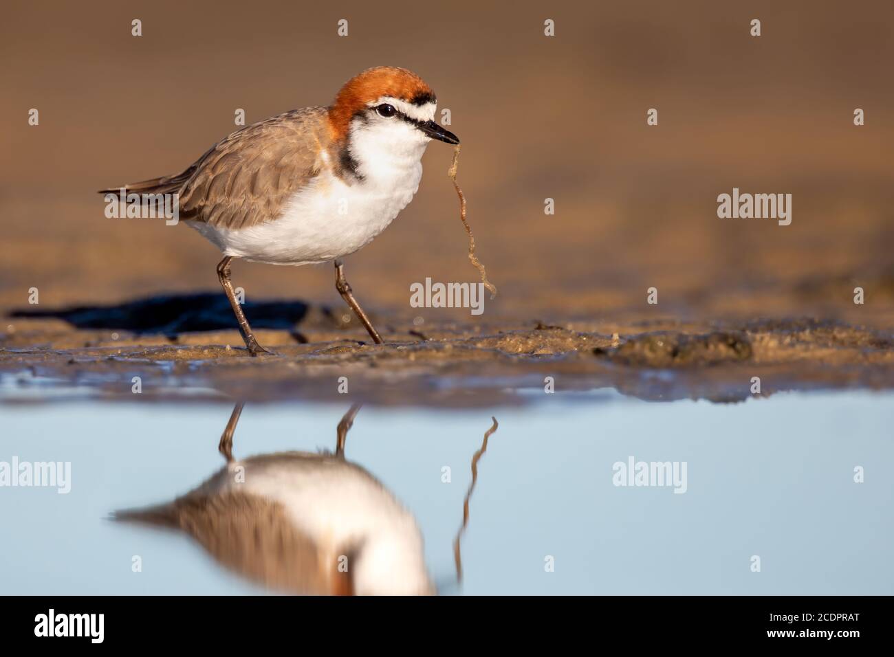 Red-capped plover (Charadrius ruficapillus) with a worm on the shore of an estuary. Stock Photo