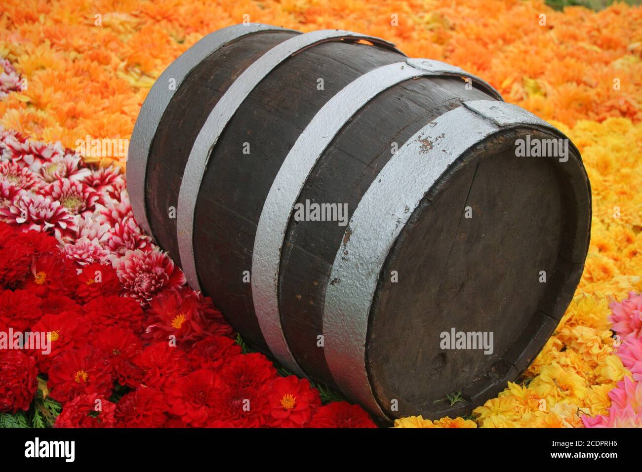 wine barrels on dahlias, thanksgiving Stock Photo