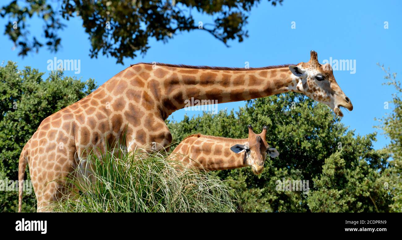 Panoramic photo of two giraffes among the vegetation Stock Photo