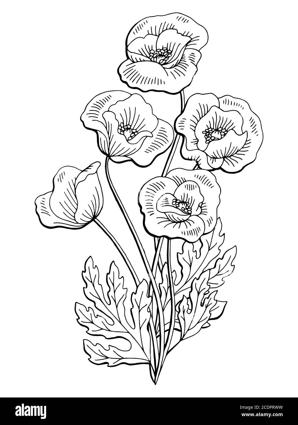 Poppy silhouette Black and White Stock Photos & Images - Alamy