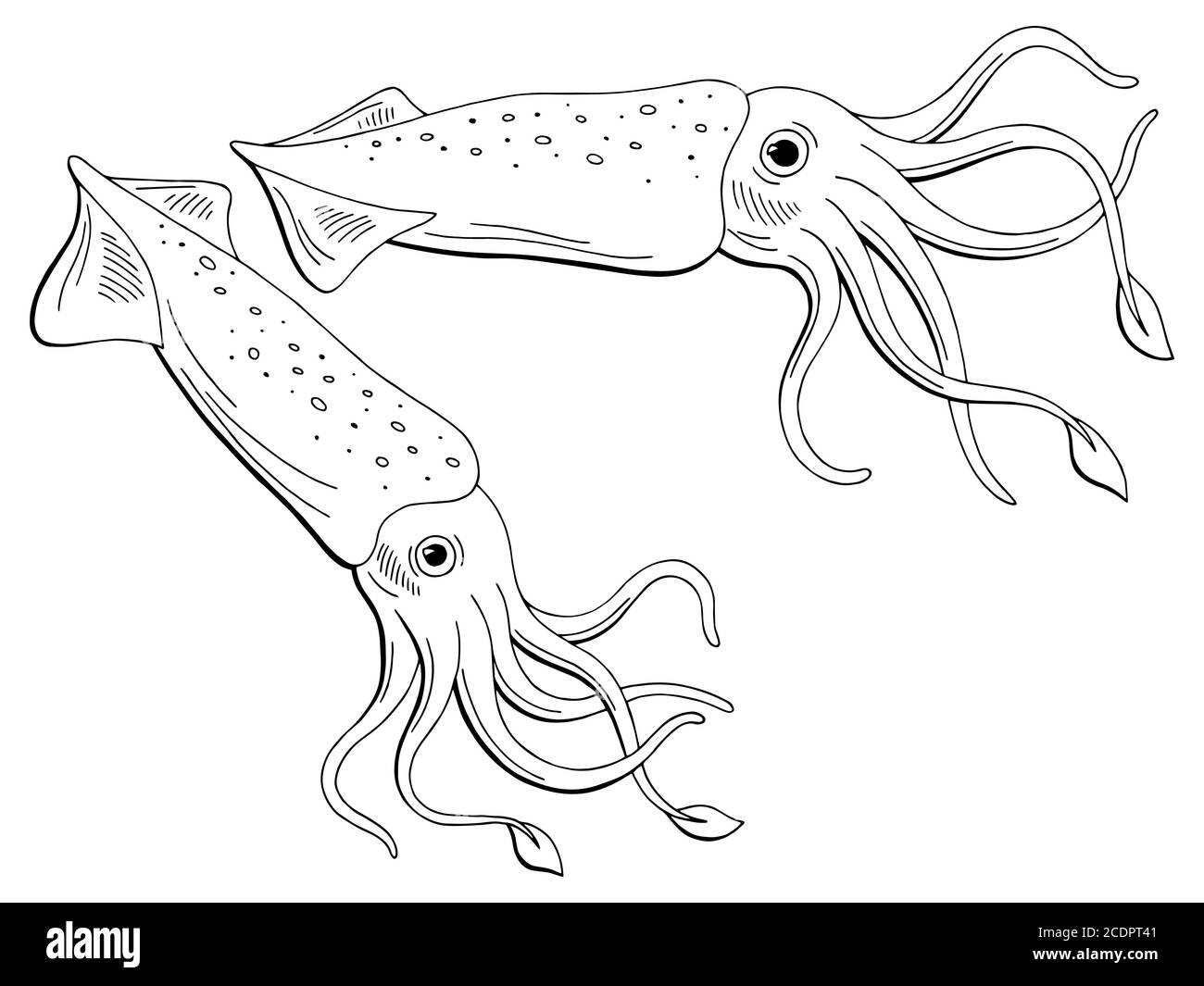 Squid calamari graphic black white isolated sketch illustration vector Stock Vector