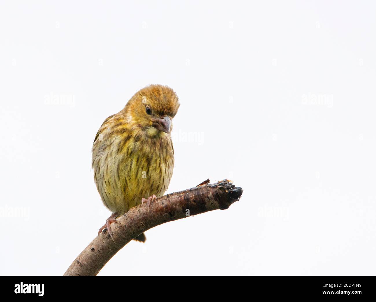 Greenfinch, Chloris Chloris, Garden wild bird, perched on a branch in Bedfordshire, UK Stock Photo