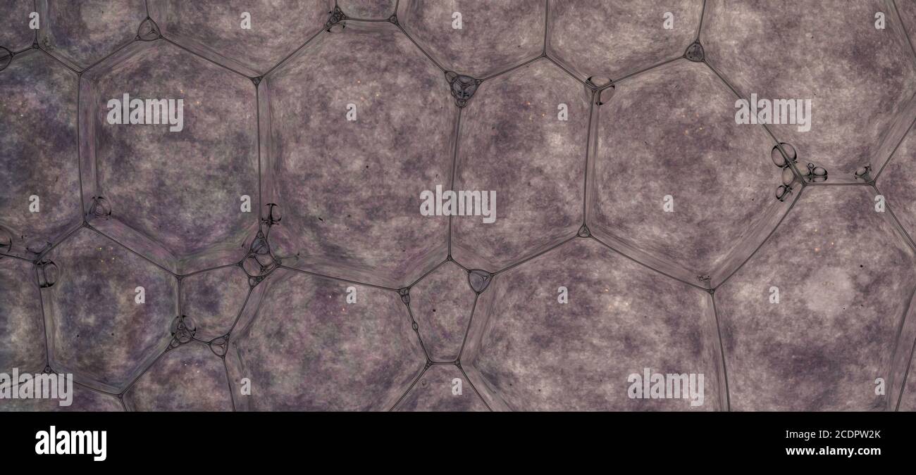 Abstract geometric patterns almost cellural in structure in this macro. Stock Photo