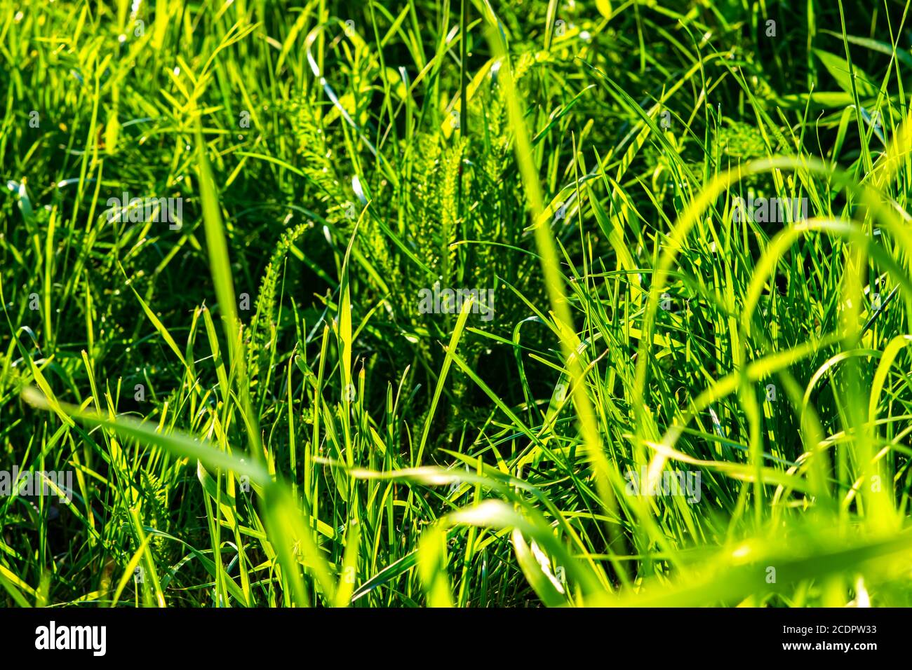 Light green Grass Stock Photo Alamy