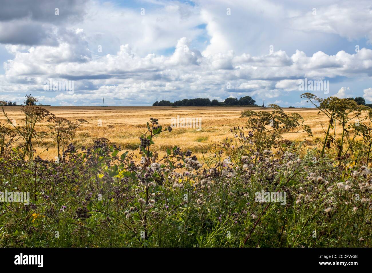 Landscape with mown yellow grass and cow parsnip in the foreground and sky before rain. Stock Photo