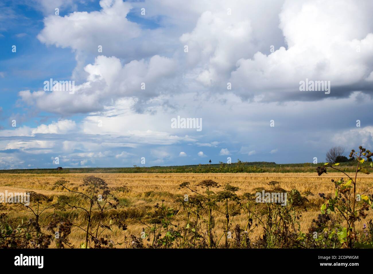 Landscape with mown yellow grass and cow parsnip in the foreground and sky before rain. Stock Photo