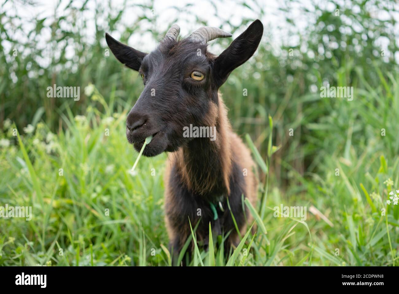 Domestic dark brown goat without horns walking in pasture, enjoying