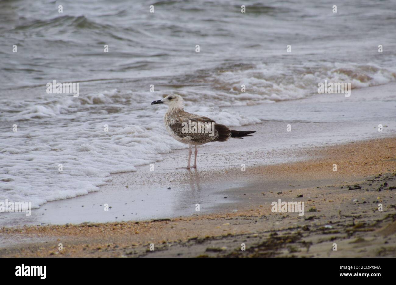 Common gulls on the beach. Seagulls looking for food Stock Photo