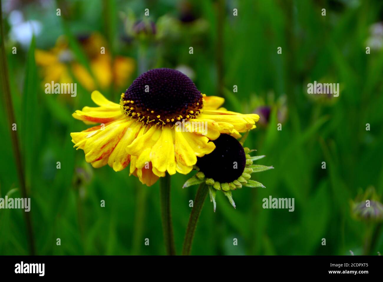 Helenium Garden Borders High Resolution Stock Photography and Images ...