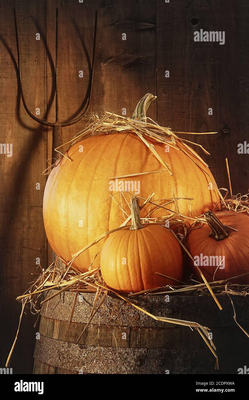 Rustic scene with pumpkins and pitch fork Stock Photo
