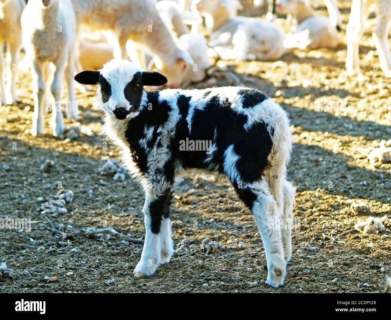 Black and white lamb Stock Photo Alamy