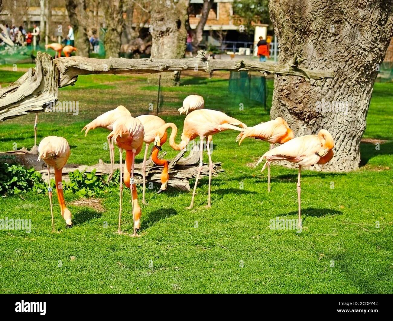 Flamingos on a zoology park Stock Photo