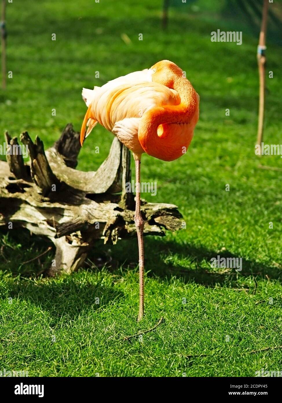 Flamingo on a zoology park Stock Photo