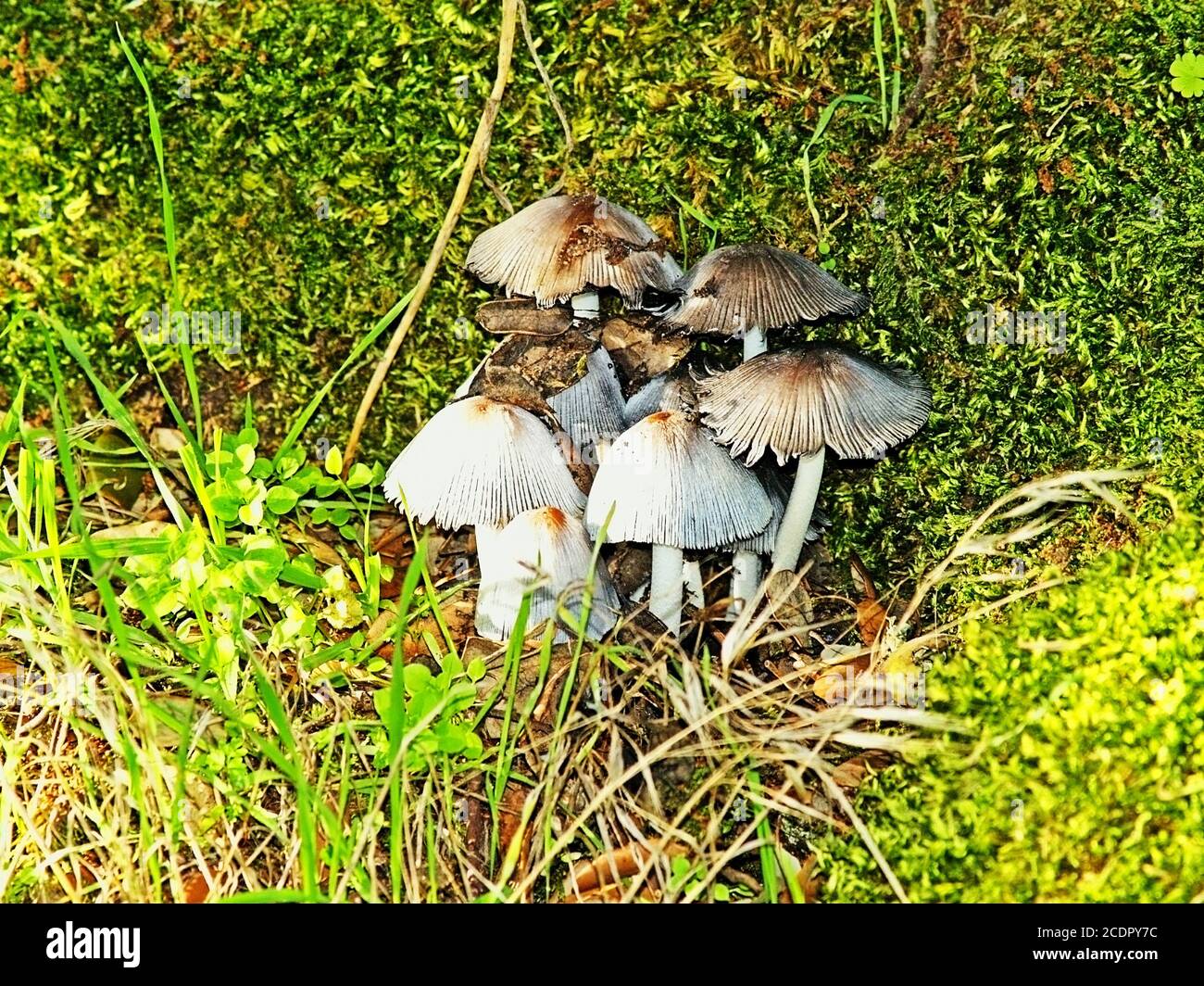 Toxic mushroom on forest Stock Photo