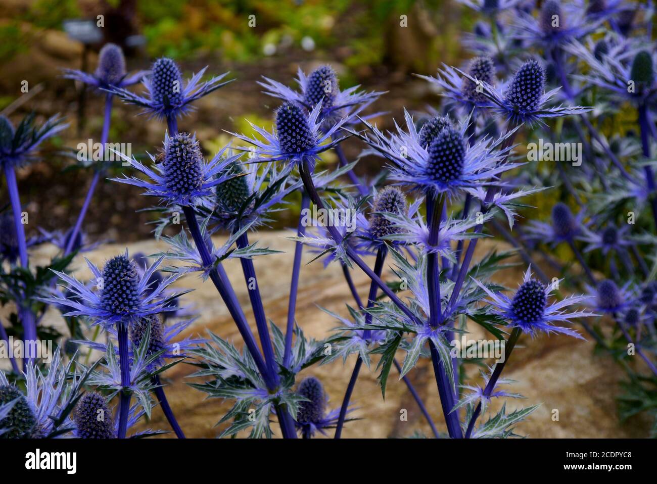 Eryngium x zabelii 'Big Blue' (Sea Holly) Thistle grown in a border at RHS Garden Harlow Carr