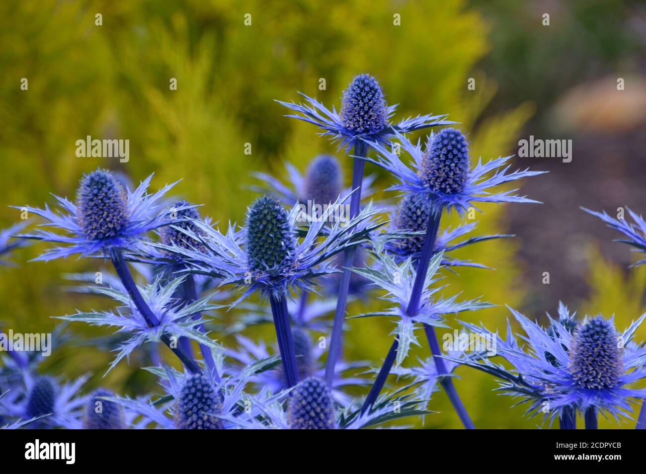 Eryngium x zabelii 'Big Blue' (Sea Holly) Thistle grown in a border at RHS Garden Harlow Carr