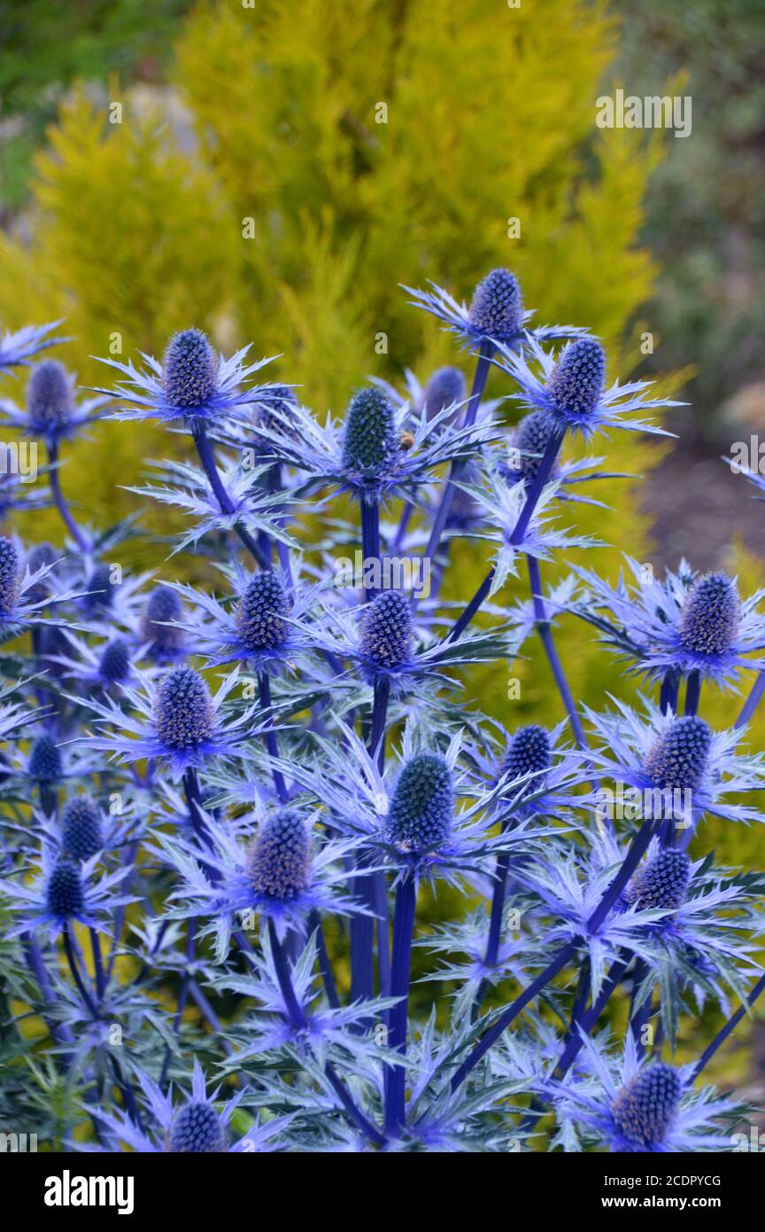 Eryngium x zabelii 'Big Blue' (Sea Holly) Thistle grown in a border at
