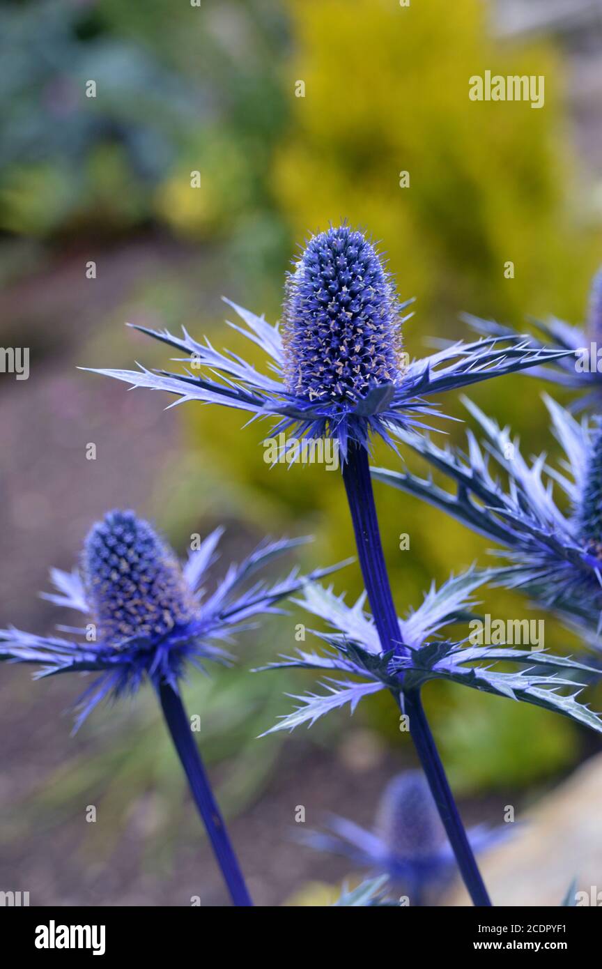 Eryngium x zabelii 'Big Blue' (Sea Holly) Thistle grown in a border at RHS Garden Harlow Carr